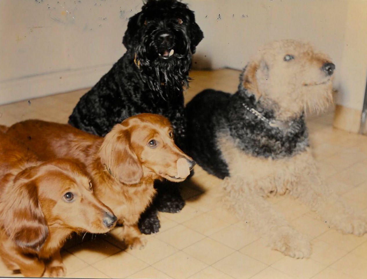 Immer dabei: die Borgward-Hunde. Bildvorlage: Monica Borgward