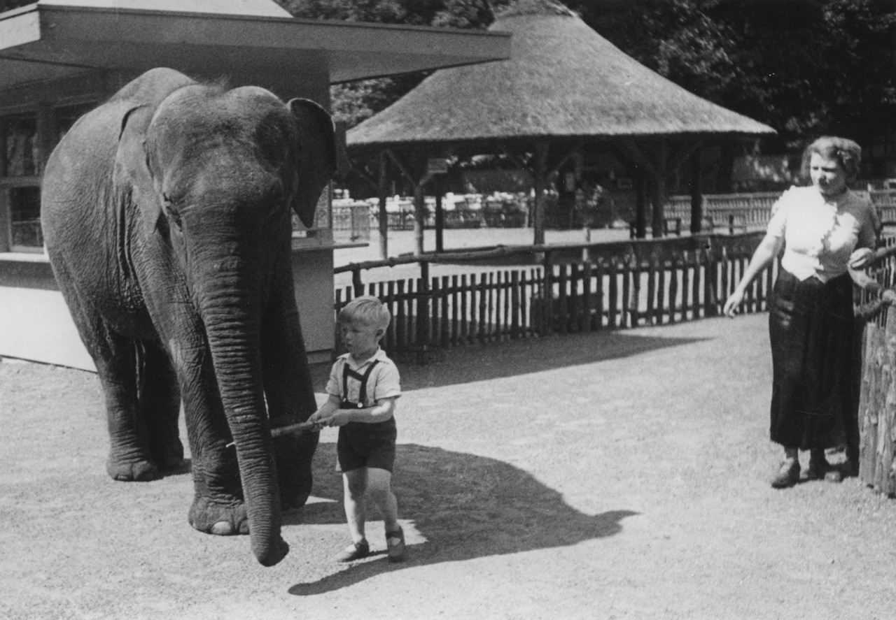 Zoos haben keinen leichten Stand in Bremen: hier ein Elefant 1933 im kurzlebigen Zoo im Bürgerpark beim Parkhaus, heute Parkhotel - nicht zu verwechseln mit dem Tiergehege. Quelle: Staatsarchiv Bremen